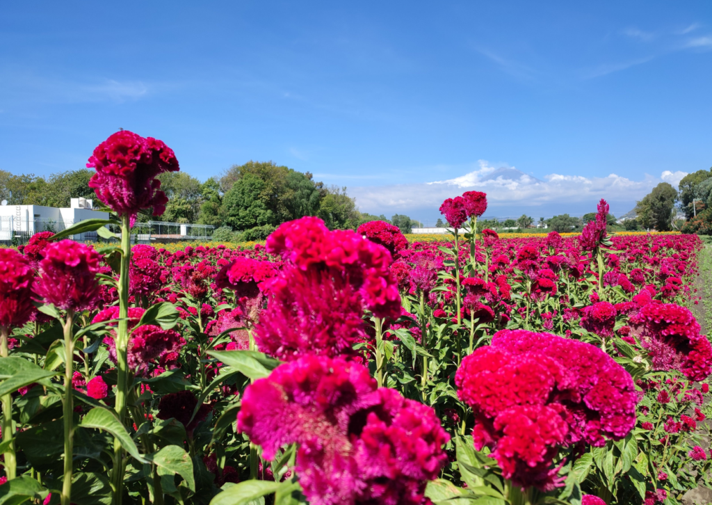CAMPOS DE CEMPASÚCHIL + CHIPILO
