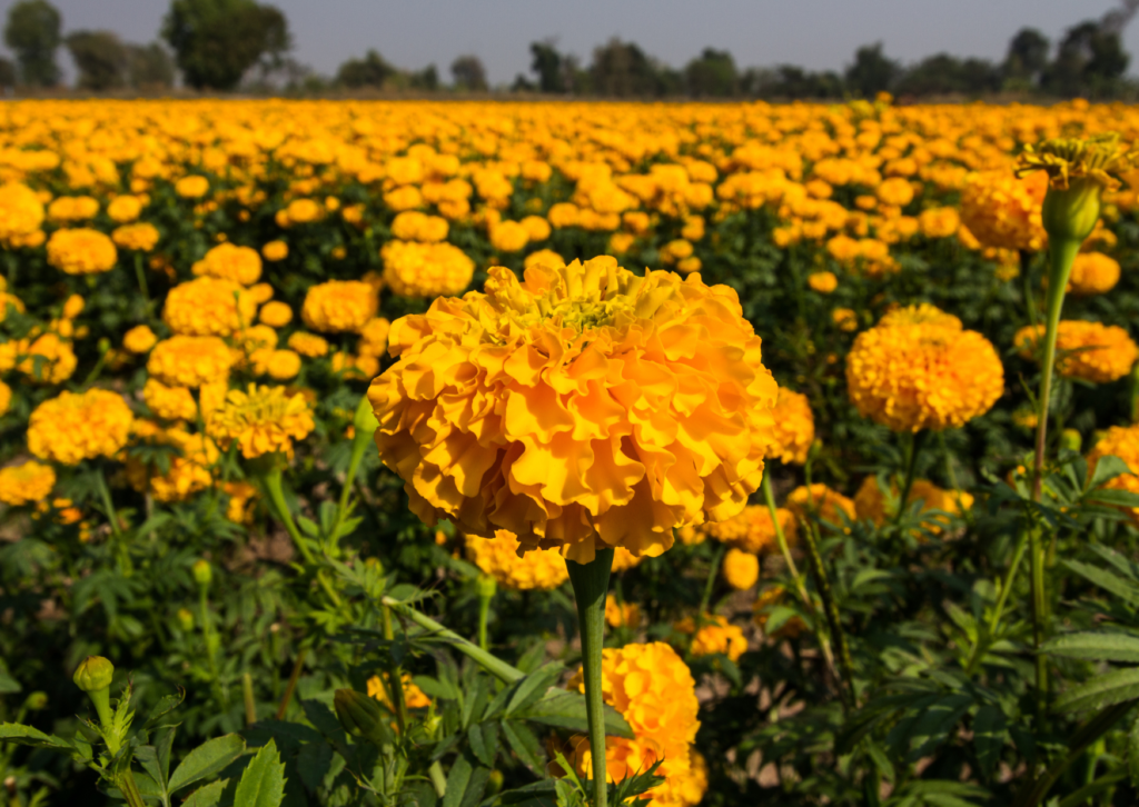 CAMPOS DE CEMPASÚCHIL + ATLIXCO