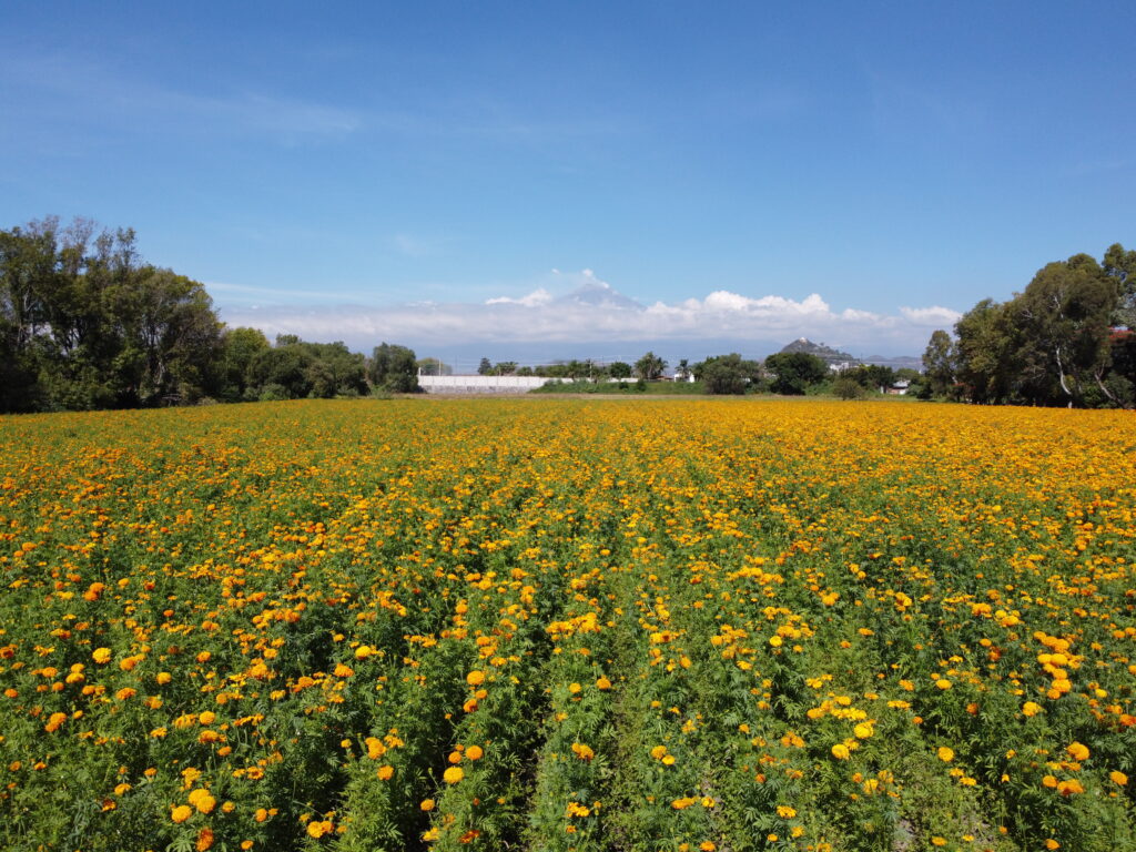CAMPOS DE CEMPASÚCHIL + CHIPILO