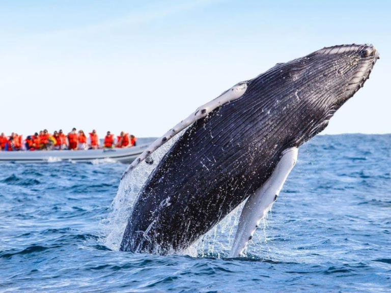 LOS CABOS | AVISTAMIENTO DE BALLENAS - SANTUARIO DE LOS CAMELLOS