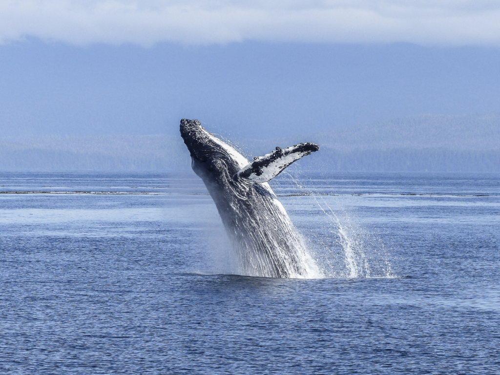 AVISTAMIENTO DE BALLENAS 2027