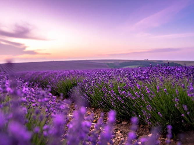 FOTOS PARA PAGINA – 2026-03-31T152457.563